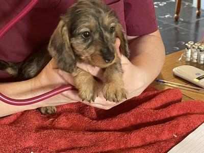 Wire Haired Dachshund puppies in Galway