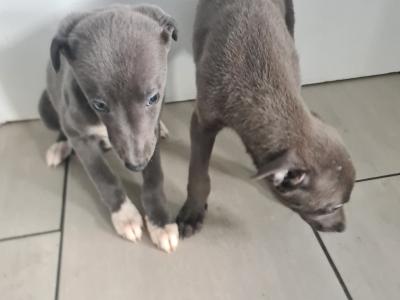2 gorgeous Blue Whippet puppies in Wexford