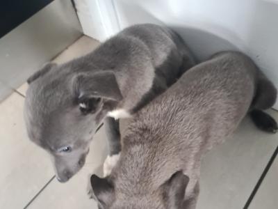 2 gorgeous Blue Whippet puppies in Wexford