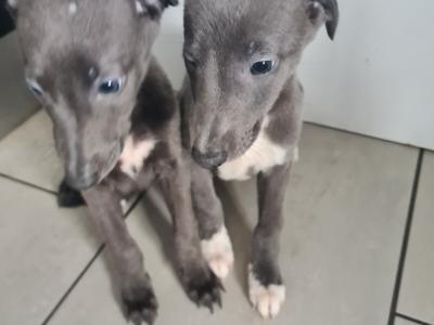 2 gorgeous Blue Whippet puppies in Wexford