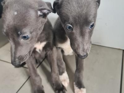 2 gorgeous Blue Whippet puppies in Wexford