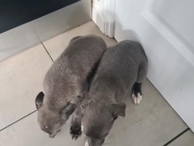 2 gorgeous Blue Whippet puppies in Wexford