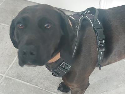 Luna is a female Beagle x Bavarian Hound dog in Dublin who needs a new home