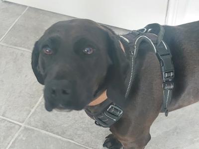 Luna is a female Beagle x Bavarian Hound dog in Dublin who needs a new home