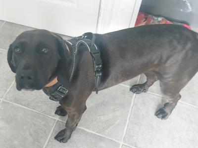 Luna is a female Beagle x Bavarian Hound dog in Dublin who needs a new home
