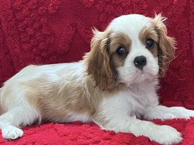 Beautiful Cavalier King Charles puppies in Cork