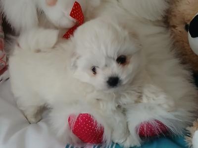 Gorgeous purebred Male Maltese in Westmeath