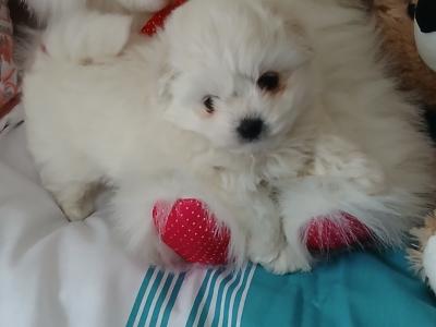 Gorgeous purebred Male Maltese in Westmeath
