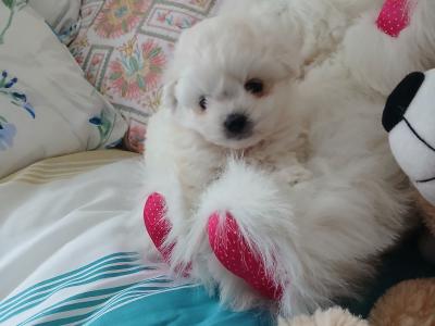 Gorgeous purebred Male Maltese in Westmeath
