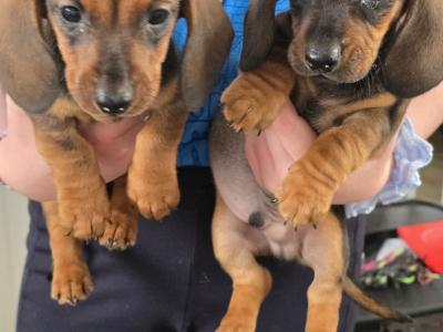IKC Registered Miniature Smooth Dachshund puppies in Kildare