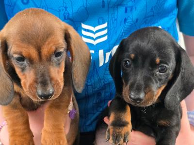 IKC Registered Miniature Smooth Dachshund puppies in Kildare