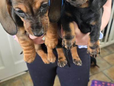 IKC Registered Miniature Smooth Dachshund puppies in Kildare