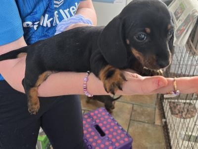 IKC Registered Miniature Smooth Dachshund puppies in Kildare