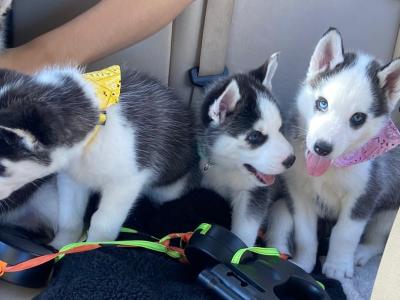 Siberian Husky puppies in Offaly