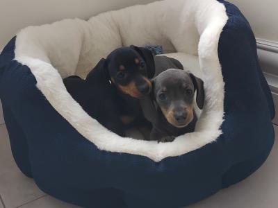 Miniature Dashhund Puppies