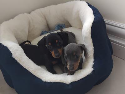 Miniature Dashhund Puppies