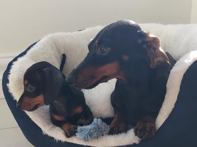Miniature Dashhund Puppies