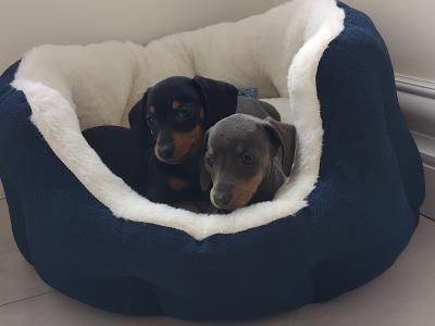 Miniature Dashhund Puppies