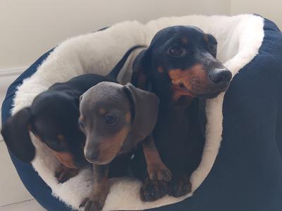 Miniature Dashhund Puppies