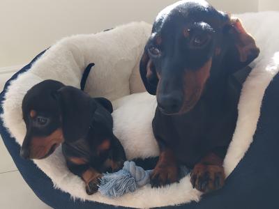 Miniature Dashhund Puppies