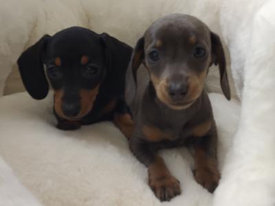 Miniature Dashhund puppies in Dublin
