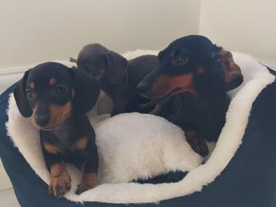 Miniature Dashhund Puppies