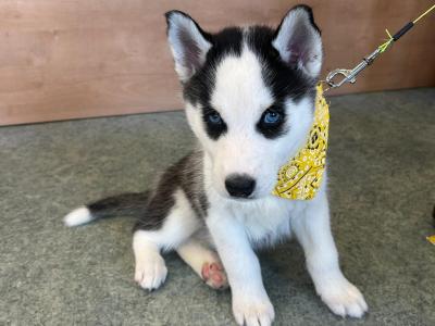 Siberian Husky puppies in Offaly