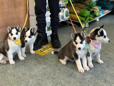 Siberian Husky puppies in Offaly