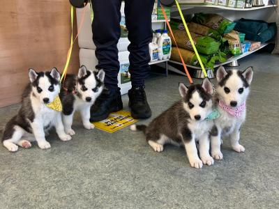 Siberian Husky puppies in Offaly