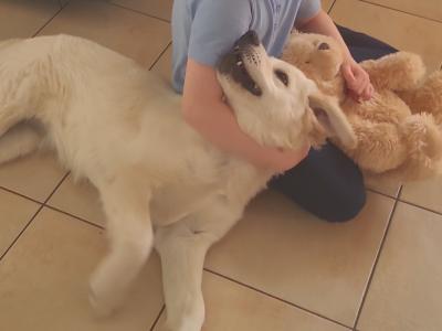 Female Golden Retriever puppy 6 months old in Galway