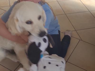 Female Golden Retriever puppy 6 months old in Galway
