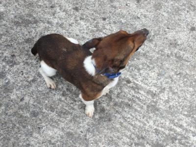 Jackrussell stud dog