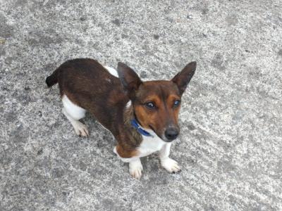 Jackrussell stud dog