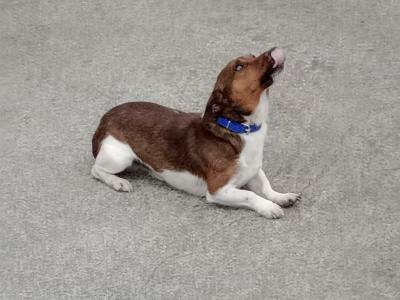 Jackrussell stud dog
