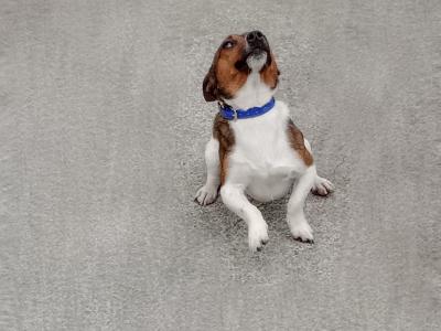 Jackrussell stud dog