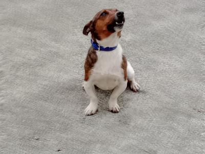 Jackrussell stud dog