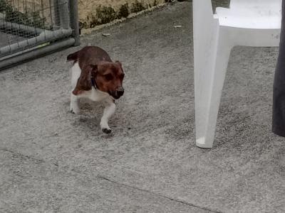 Jackrussell stud dog
