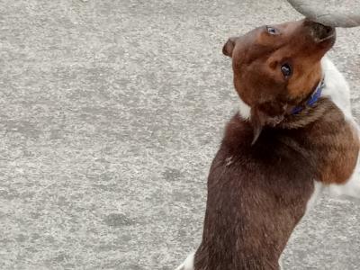 Jackrussell stud dog