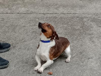 Jackrussell stud dog