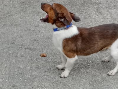 Jackrussell stud dog