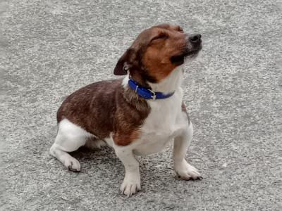 Jackrussell stud dog