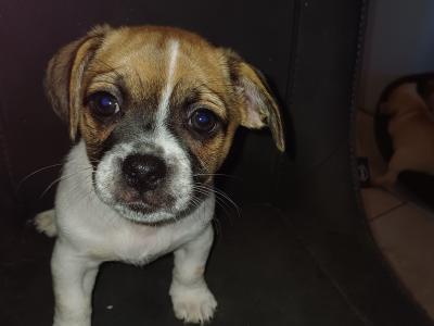 Last Pug x Jack Russell puppy for sale in Dundalk Co. Louth