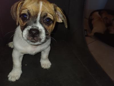 2 beautiful 3/4 Pug puppies - Dundalk Co. Louth