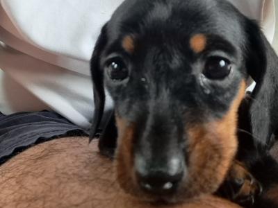 IKC Registered Dachshund puppies for sale in Kilkenny *4 Left*