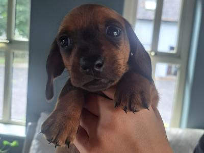 IKC Registered Dachshund puppies for sale in Kilkenny *4 Left*
