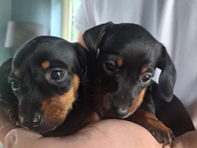 IKC Registered Dachshund puppies for sale in Kilkenny *4 Left*