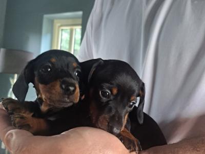 IKC Registered Dachshund puppies for sale in Kilkenny *4 Left*