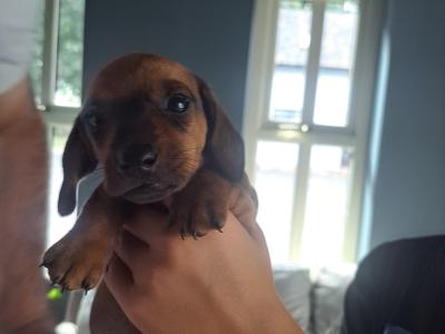 IKC Registered Dachshund puppies for sale in Kilkenny *4 Left*