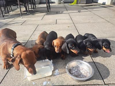 IKC Registered Dachshund puppies for sale in Kilkenny *4 Left*
