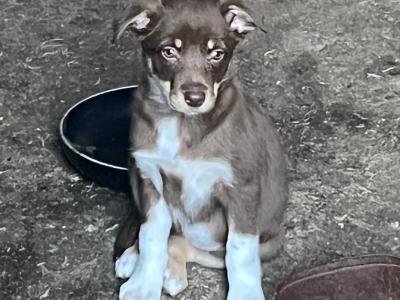 Border Collie & Australian Kelpie Cross, Pups for Sale 2 Months Old